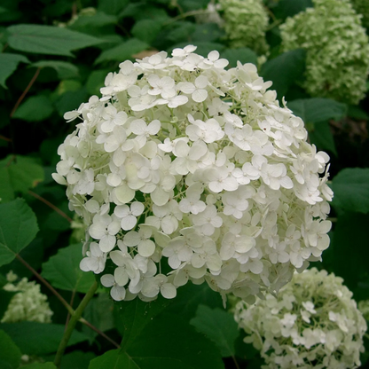 Anomala Climbing Hydrangea plant