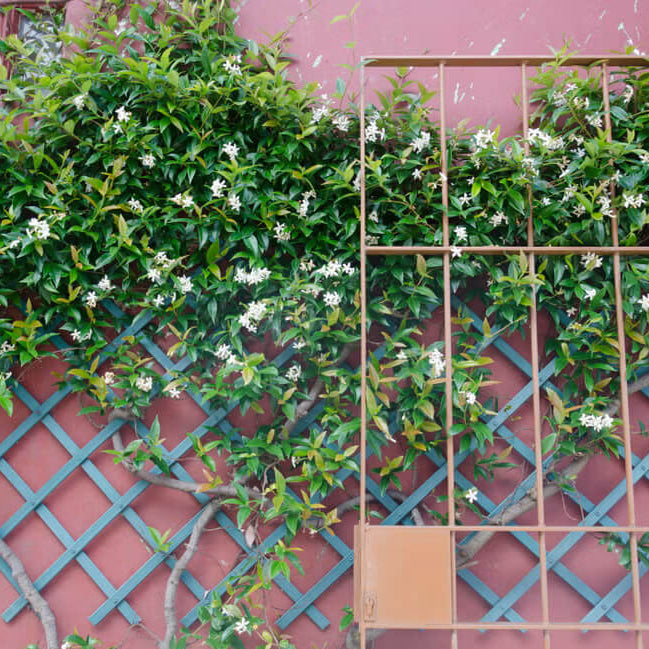 Climbing Jasmine plant