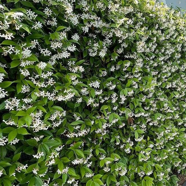 Climbing Jasmine plant
