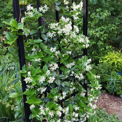 Climbing Jasmine plant