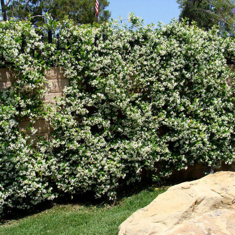 Climbing Jasmine plant