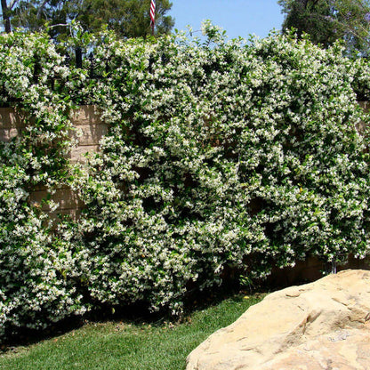Climbing Jasmine plant