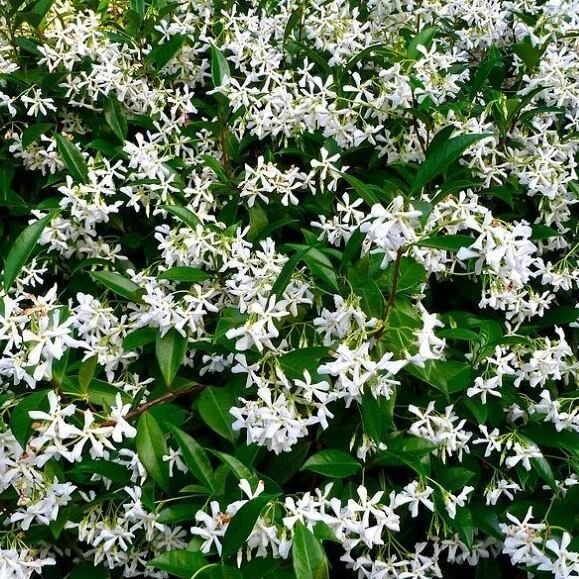 Climbing Jasmine plant