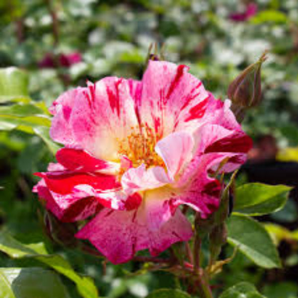 Climbing Rose Flower plant