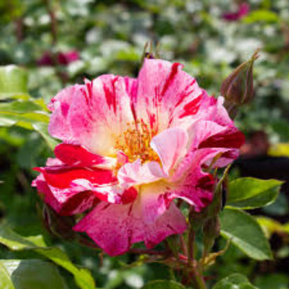 Climbing Rose Flower plant