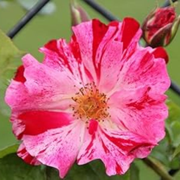 Climbing Rose Flower plant