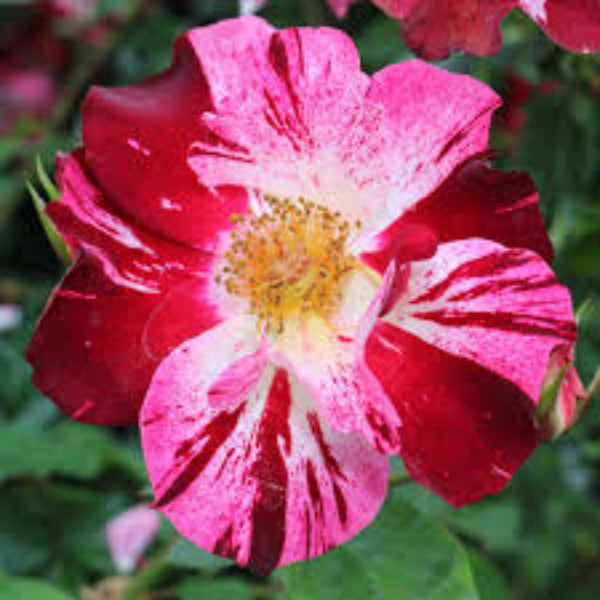 Climbing Rose Flower plant