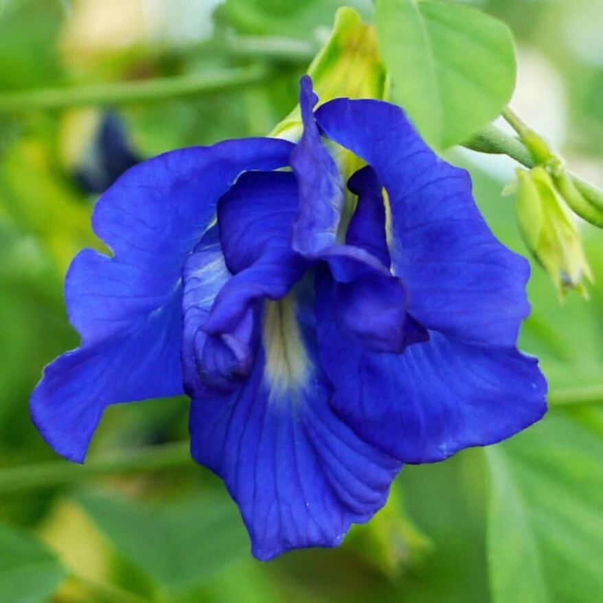 Clitoria Ternatea plant