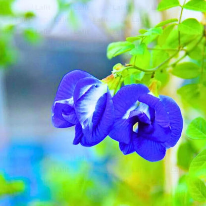 Clitoria Ternatea plant