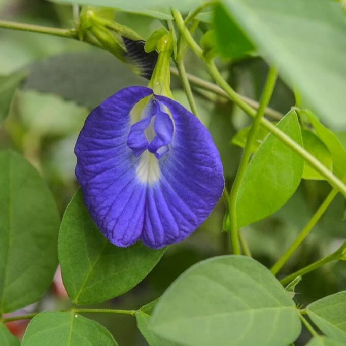 Clitoria Ternatea plant