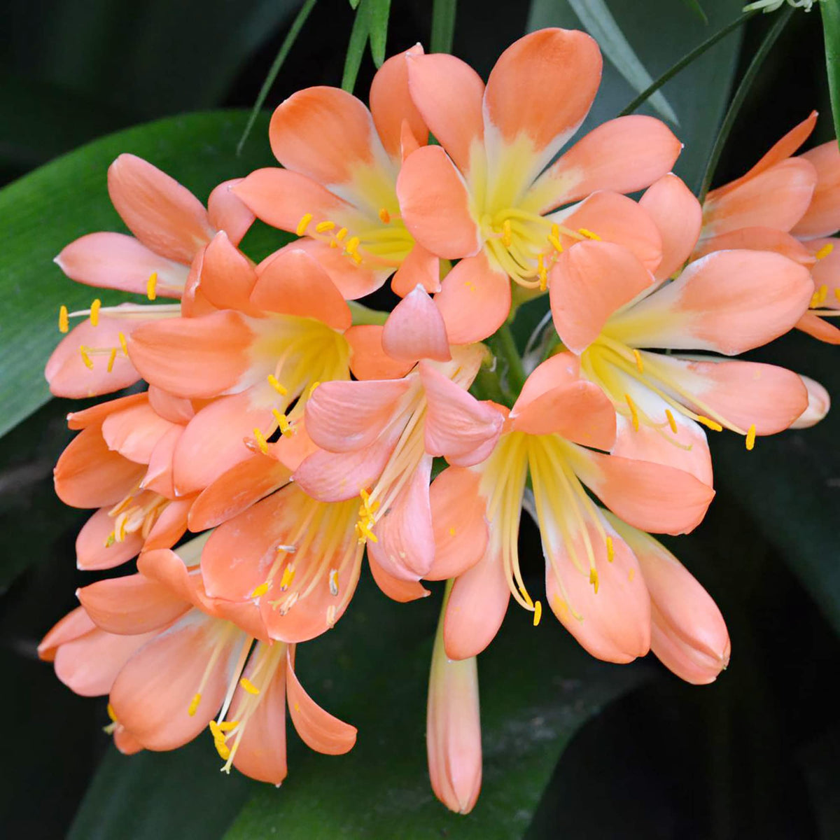 Pink Clivia Miniata plant
