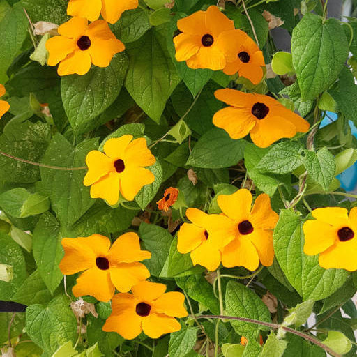 Clock Vine plant