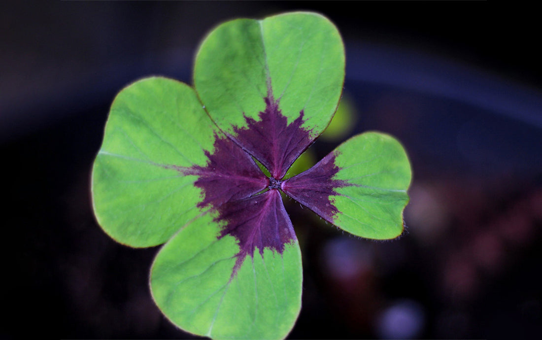 Green Purple flower seeds