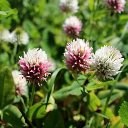 Clover plant