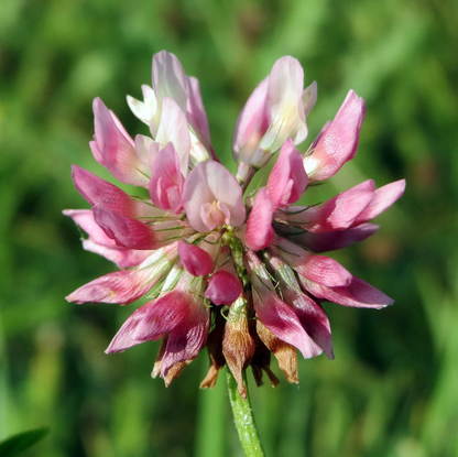 Clover plant