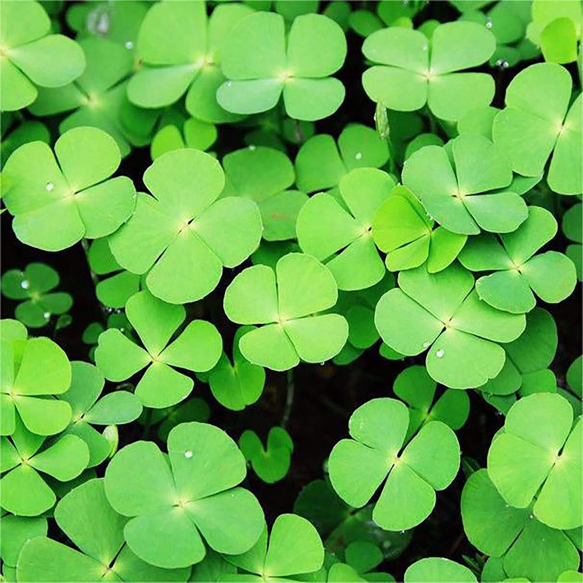 Four Leaf Clover plant