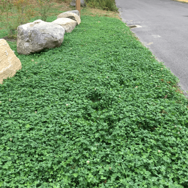 Clover Grass plant