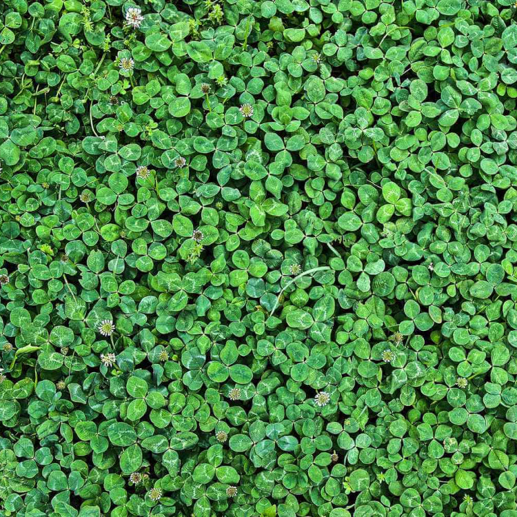 Clover Grass plant