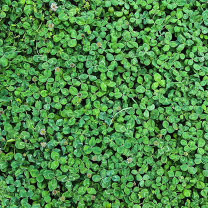 Clover Grass plant