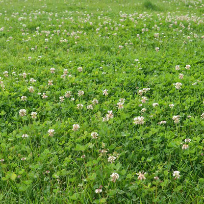 Clover Grass plant