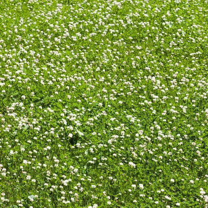 Clover Grass plant
