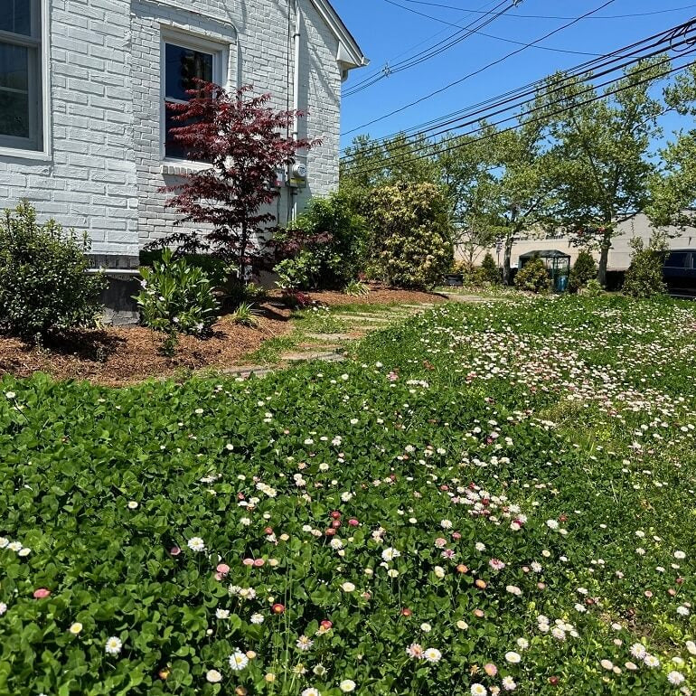Clover Grass plant