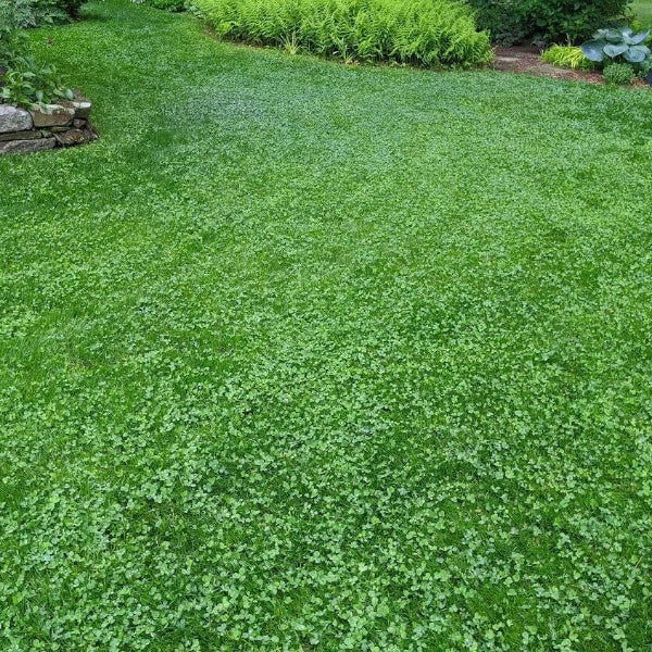 Clover Grass plant