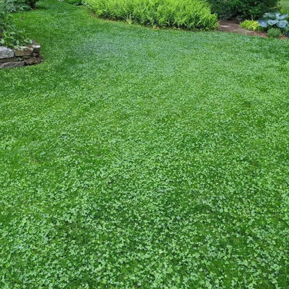 Clover Grass plant