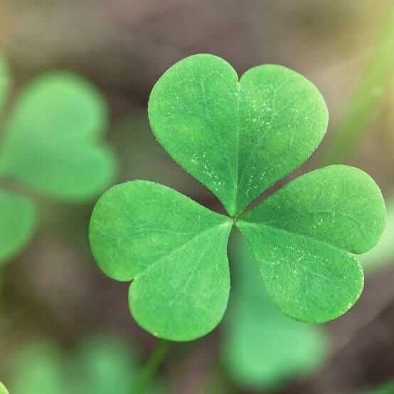 Four Leaf Clover plant