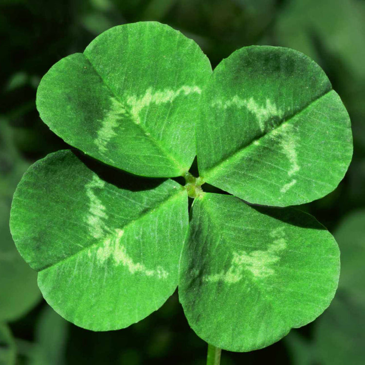 Four Leaf Clover plant