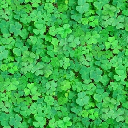 Four Leaf Clover plant