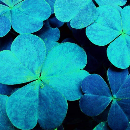 Blue Green Clover plant