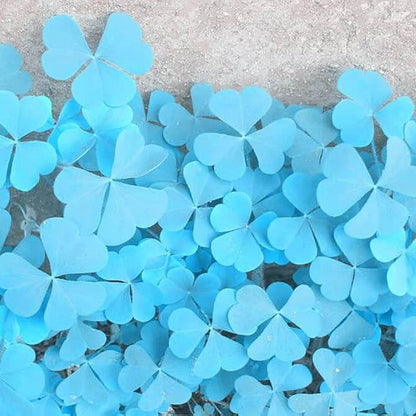 Blue Green Clover plant