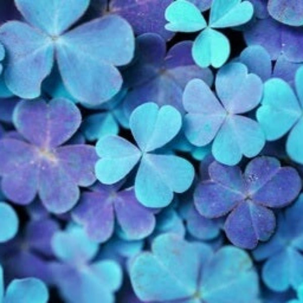 Blue Green Clover plant
