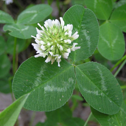 Clover plant