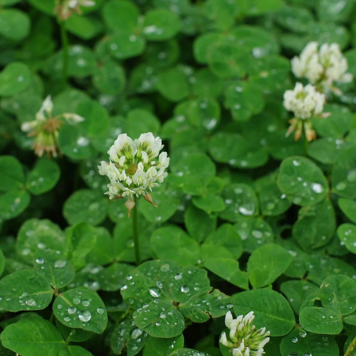 Clover plant