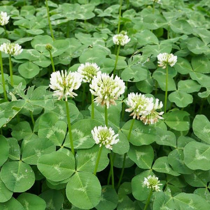 Clover plant