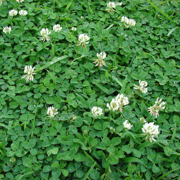 Clover plant