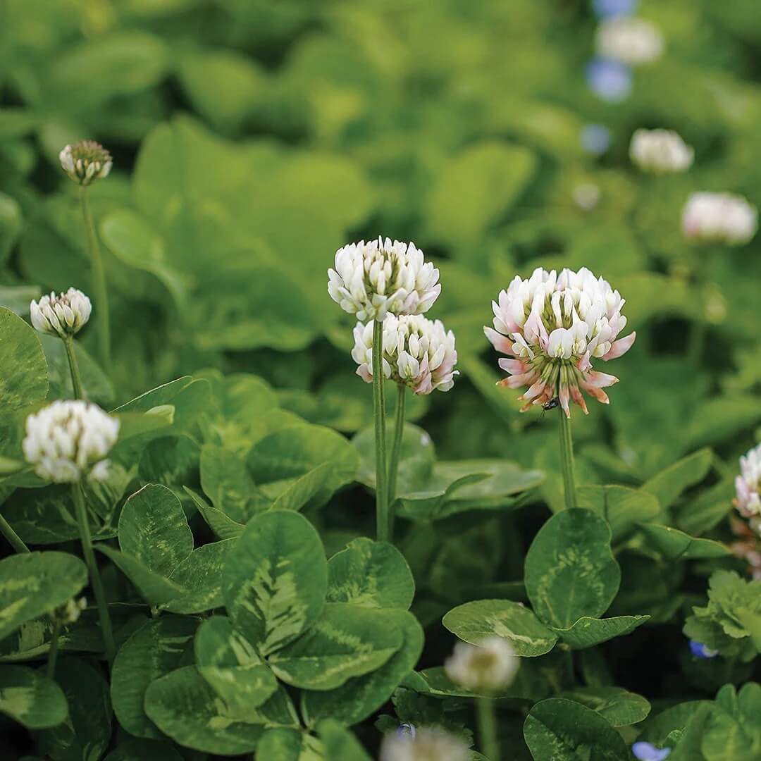 Clover plant