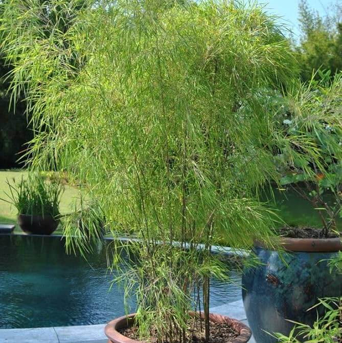 Clumping Bamboo plant