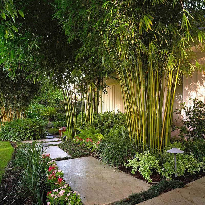 Clumping Bamboo plant