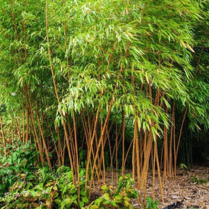 Clumping Bamboo plant