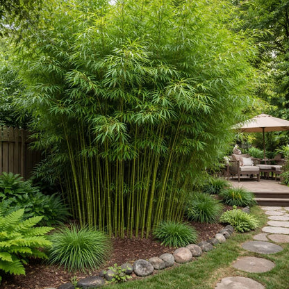 Clumping Bamboo plant