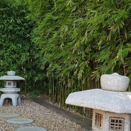 Clumping Bamboo plant