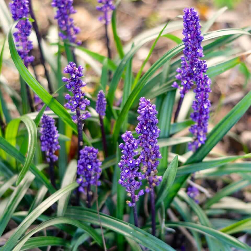 Clumping Liriope plant