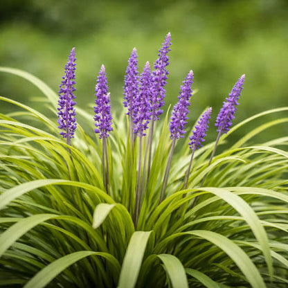 Clumping Liriope plant