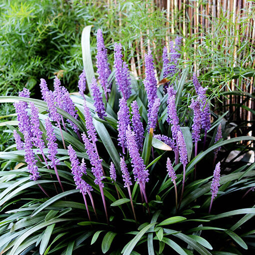 Clumping Liriope plant