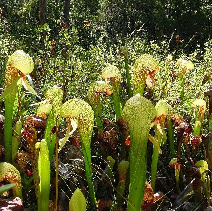 Cobra Lily plant