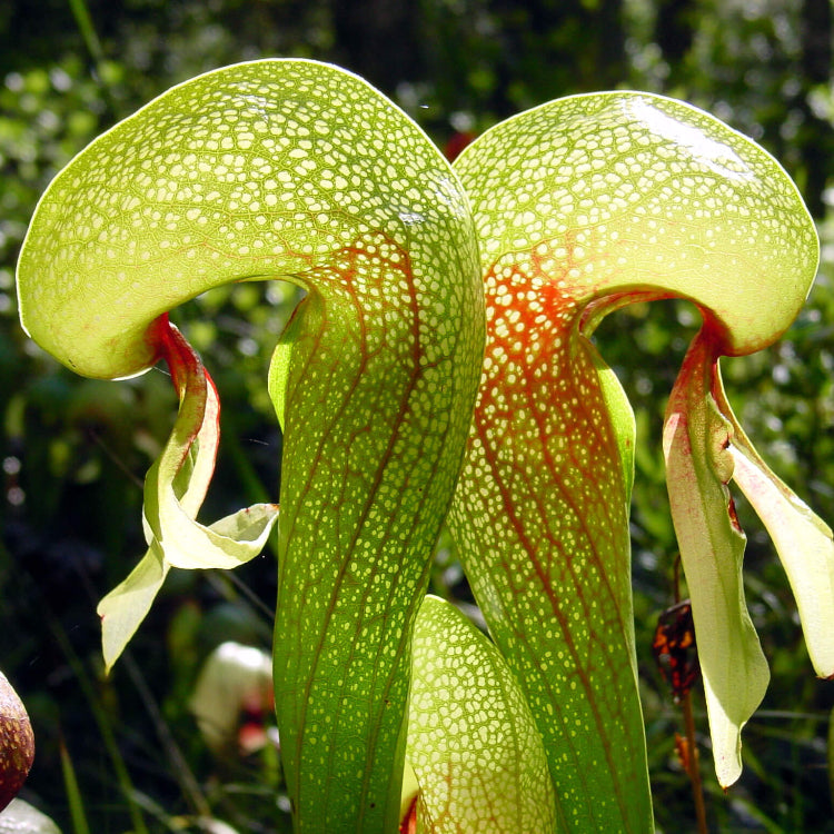 Cobra Lily plant