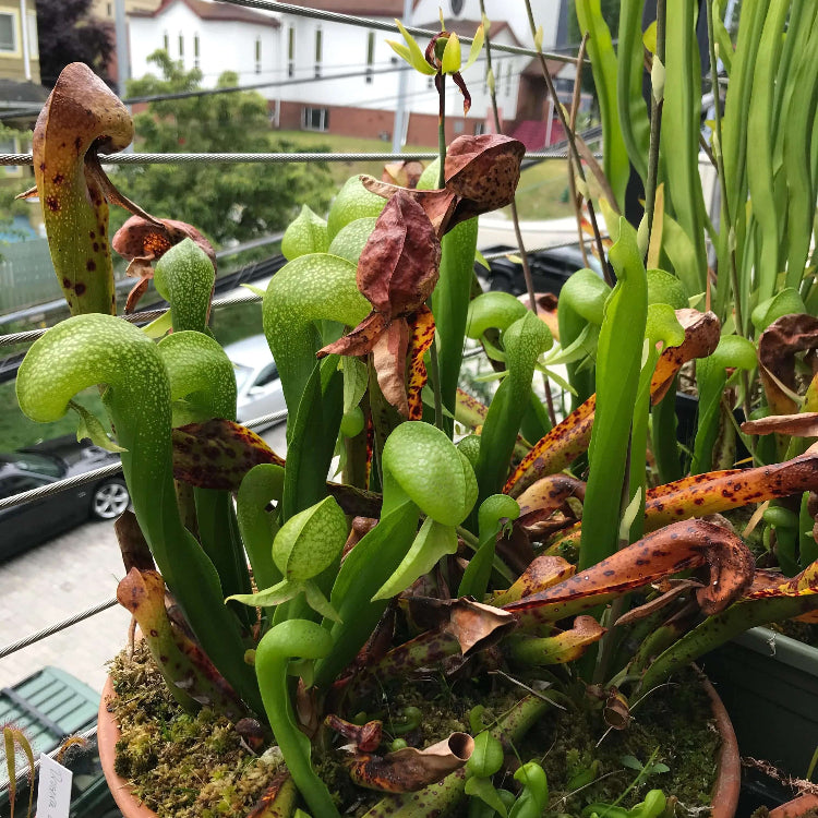 Cobra Lily plant